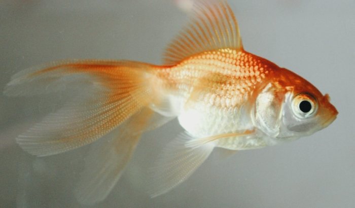 小型金魚飼養 小型金魚飼養