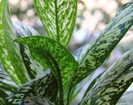 斑馬萬年青養護