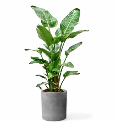 天堂鳥植物 種植