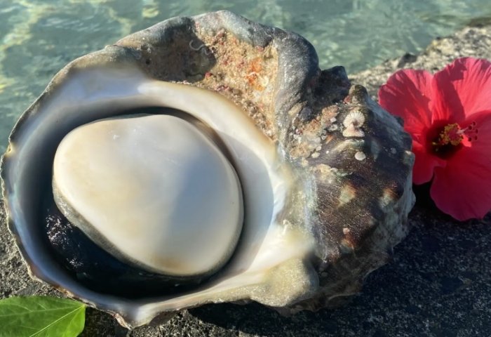 夜光貝選購指南