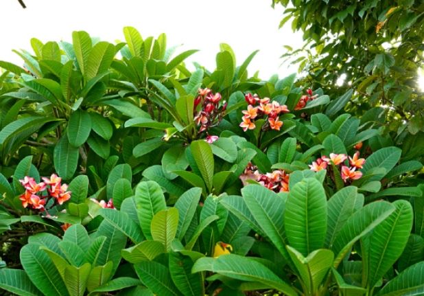 鸡蛋花修剪方法 鸡蛋花修剪方法