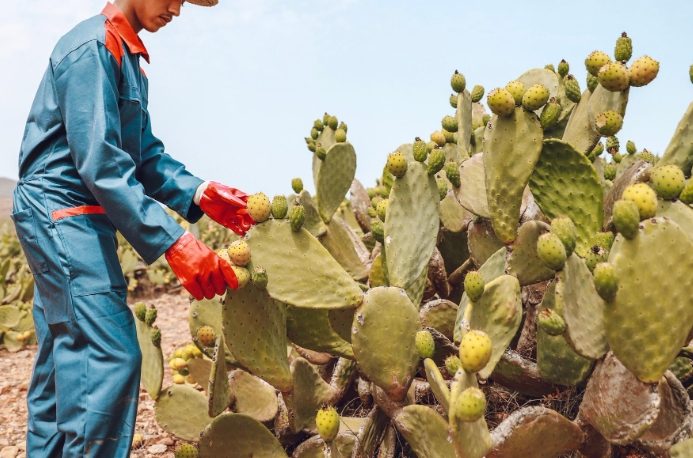 種子發芽技巧 種子發芽技巧