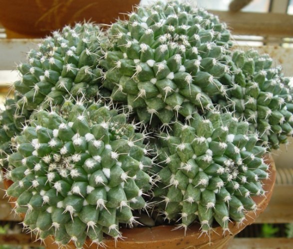 白星仙人掌照顧技巧 白星仙人掌照顧技巧