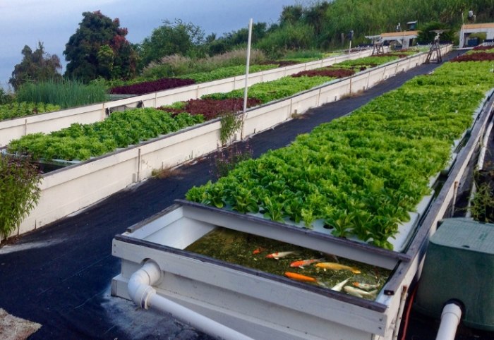 魚菜共生失敗原因