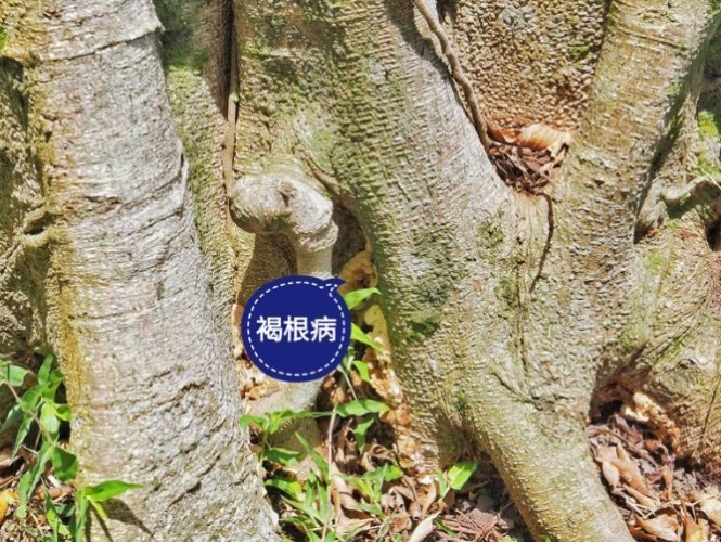 树木死亡症状 树木死亡症状