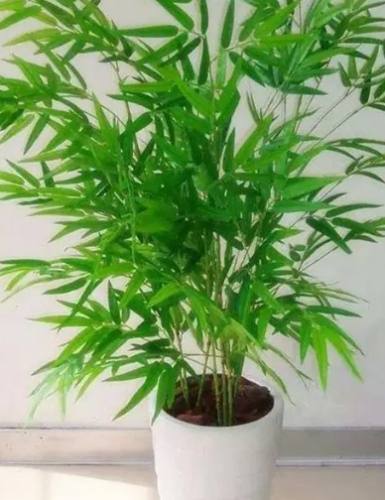 竹子品種推薦 竹子品種推薦