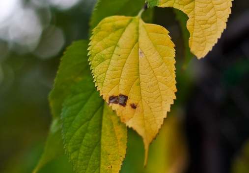 植物葉尖黃化處理