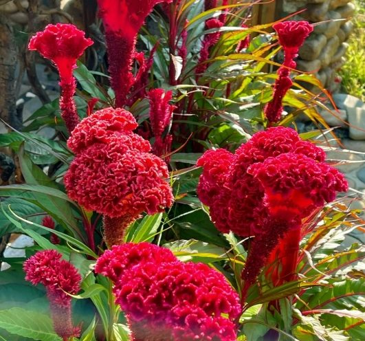 雞冠花室內種植 雞冠花室內種植