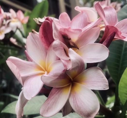 雞蛋花可以放室內嗎