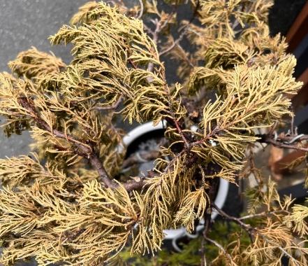 松柏葉子變黃解決方法