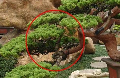 罗汉松塑形方法 罗汉松塑形方法