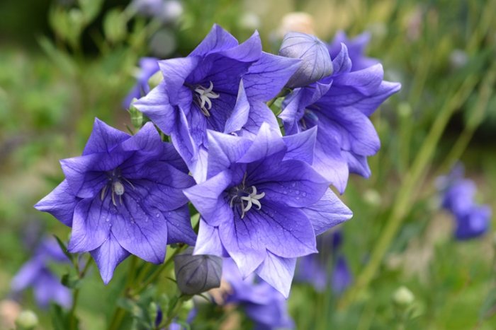 桔梗花品種 桔梗花品種