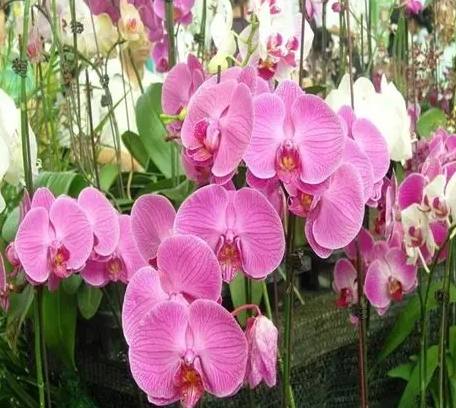 蘭花介質 蘭花介質