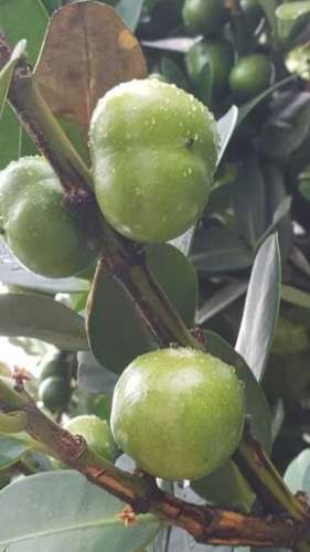 福木果實誤食處理 福木果實誤食處理