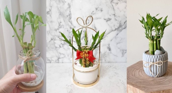 開運竹照顧技巧