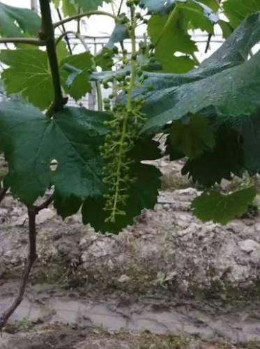 葡萄種植方法 葡萄種植方法