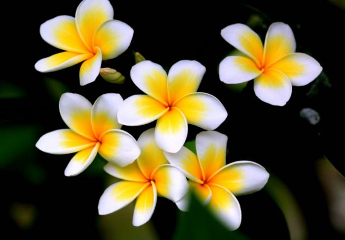 雞蛋花枝條照顧