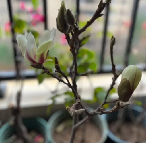 玉蘭花修剪 玉蘭花修剪