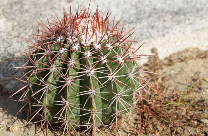 仙人掌種子發芽