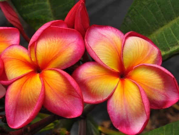 雞蛋花種植技巧