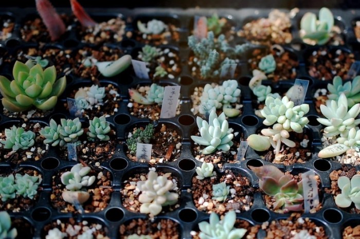 香港多肉植物土壤 香港多肉植物土壤