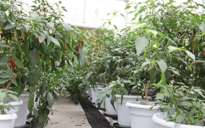 辣椒种植技巧 辣椒种植技巧