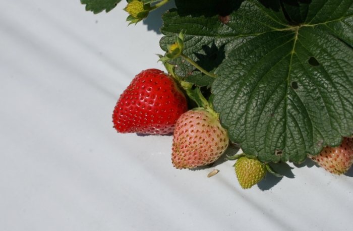 新竹草莓園比較 新竹草莓園比較