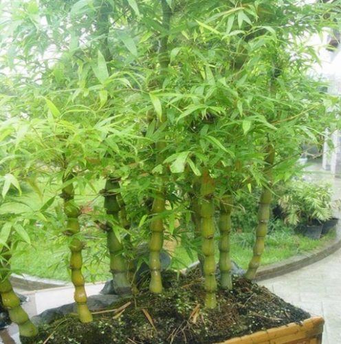 觀賞竹品種 觀賞竹品種