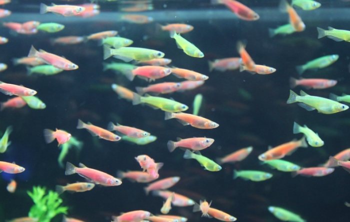 螢光魚繁殖