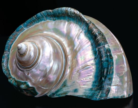 夜光貝抛光技巧