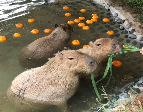 台南親子農場 台南親子農場