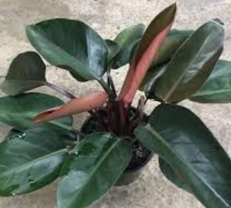 紅鑽蔓綠絨繁殖