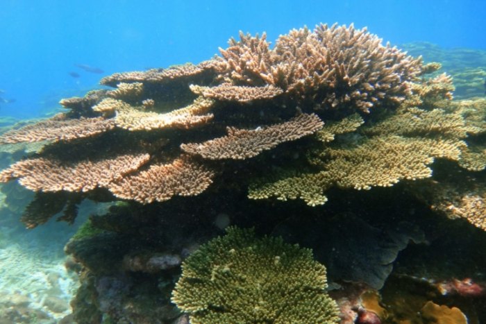 沖繩旅遊 紀念品限制