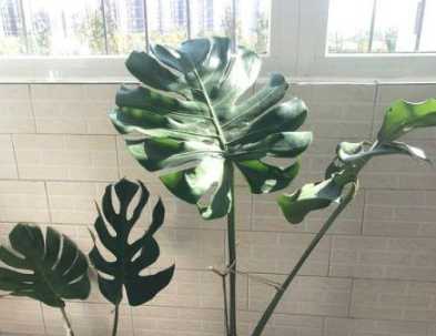 啤酒擦葉子方法