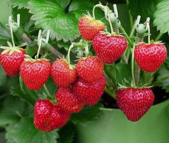 台灣草莓品種