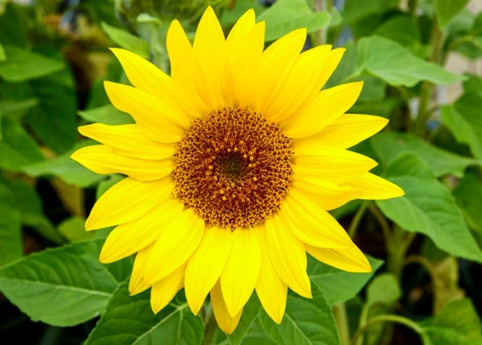 向日葵結構應用 向日葵結構應用