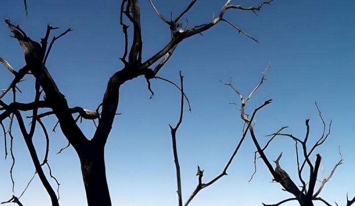 枯樹移除 枯樹移除