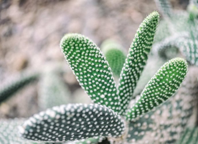 仙人掌風水 仙人掌風水