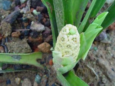 紅萬年青風水 紅萬年青風水