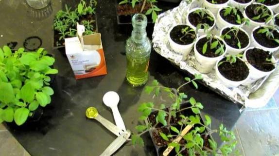 天然生根方法 天然生根方法