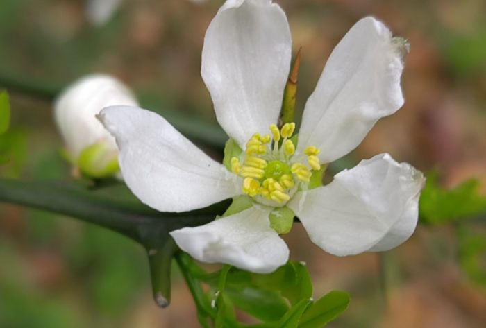 枳花種植 枳花種植