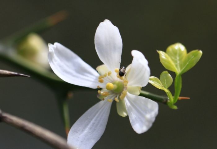 枳花用途 枳花用途