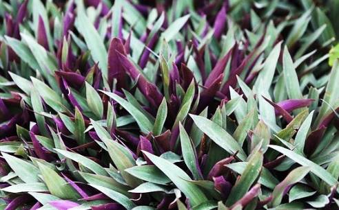 蚌蘭功效 蚌蘭功效