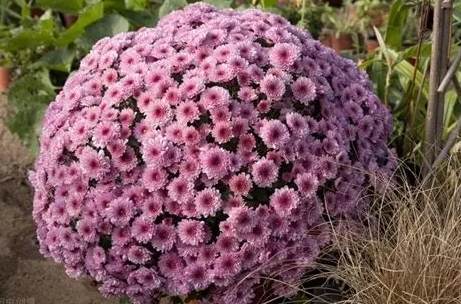 菊花開花季節 菊花開花季節