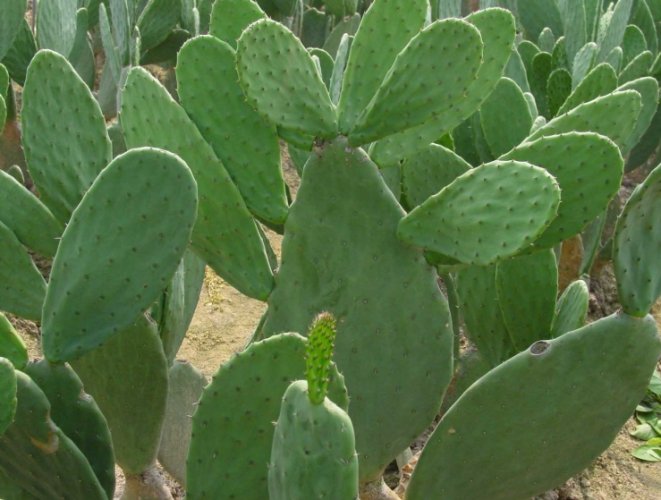 仙人掌多久澆水一次 仙人掌多久澆水一次