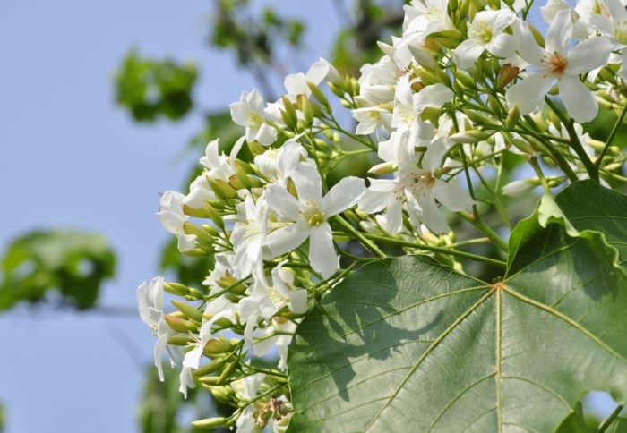開花樹推薦 開花樹推薦