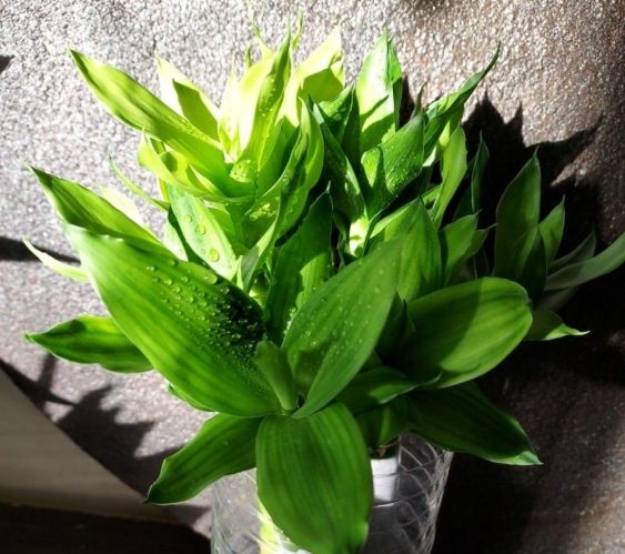 萬年青需水量 萬年青需水量