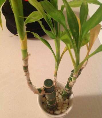 富貴竹黃葉處理 富貴竹黃葉處理