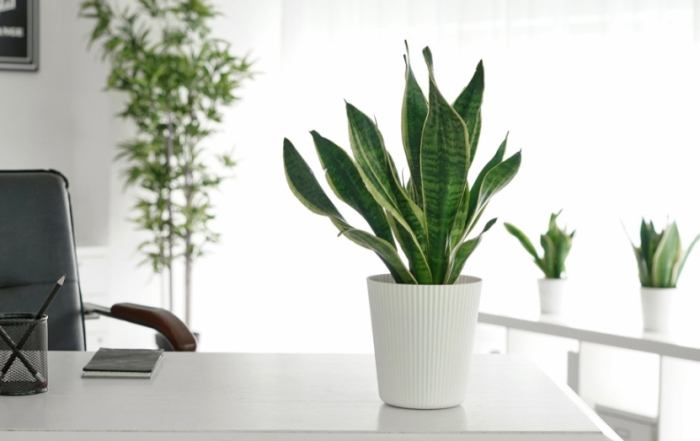 辦公室花卉風水 辦公室花卉風水