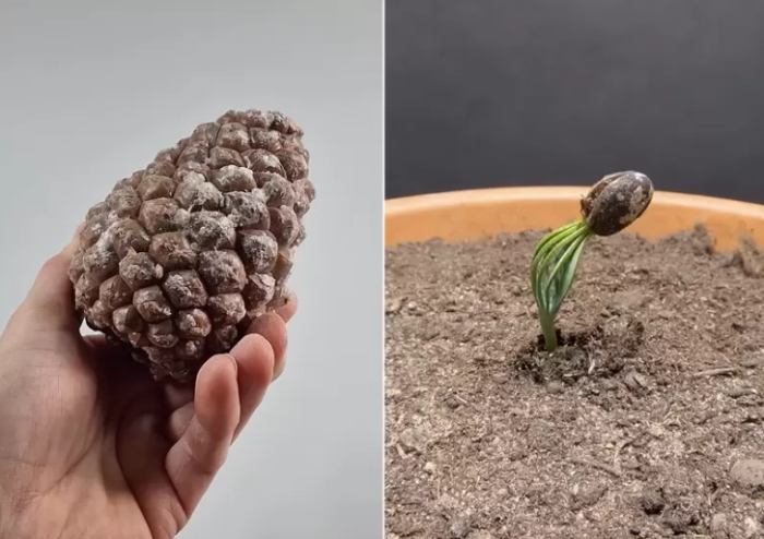 松樹種子發芽方法